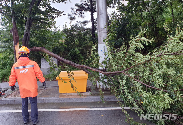 [영암=뉴시스] 변재훈 기자 = 제8호 태풍 '바비'가 북상한 26일 오후 전남 영암군 삼호읍 한 도로 주변 가로수가 넘어져 소방당국이 안전 조치를 벌였다. (사진=전남소방 제공) 2020.08.26.&nbsp; photo@newsis.com