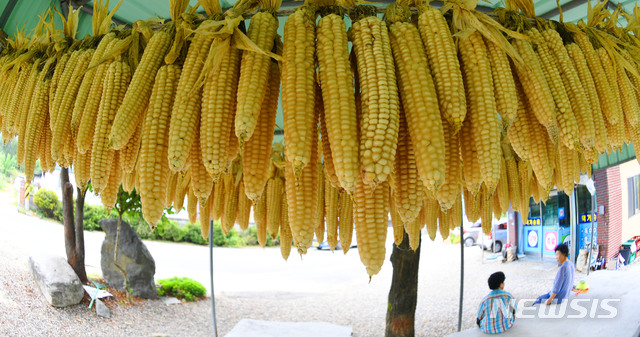 [서울=뉴시스] 박미소 기자 = 27일 경남 거창군 위천면 덕거마을의 가게 앞 쉼터에서 주렁주렁 매달린 옥수수 아래에서 주민들이 휴식을 취하고 있다.(사진=거창군 제공) 2020.08.27. photo@newsis.com