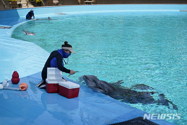 [AP/뉴시스] 2020년 8월 미국 라스베이거스 미라즈 호텔에서 마스크를 쓴 조련사가 돌고래에게 먹이를 주고 있다 