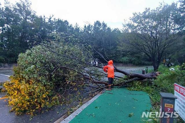 [군산=뉴시스]윤난슬 기자 = 3일 오전 군산시 지곡동의 한 도로에 가로수가 쓰러져 있다.(사진=전북소방본부 제공) 