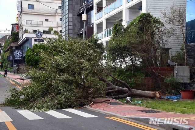 [부산=뉴시스] 하경민 기자 = 제9호 태풍 '마이삭'(MAYSAK)이 지나간 3일 오전 부산 해운대구 달맞이언덕의 한 가로수가 강풍에 부러져 있다. 2020.09.03.  yulnetphoto@newsis.com