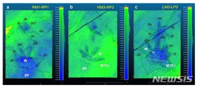 [서울=뉴시스]노바페스 울산엔시스 발자국 화석 3D 데이터 이미지(W: 물갈퀴 인상, SP: 발바닥 자국, MTPJ: 중족지절관절 라인, di~dv: 앞발가락 번호)(사진=문화재청 제공)2020.09.04 photo@newsis.com
