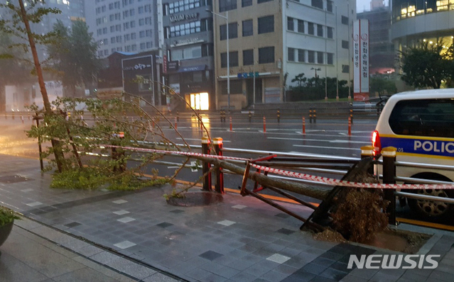 [부산=뉴시스] 태풍경보가 발효된 7일 오전 부산 부산진구의 한 도로변 가로수가 강풍에 쓰러져 있다. (사진=부산경찰청 제공). 2020.09.07.   photo@newsis.com