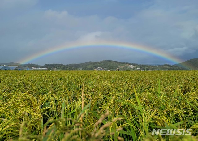 [함양=뉴시스]제10호 태풍 하이선이 지나간 7일 오후 경남 함양군 함양읍 한들 들녘에서 누렇게 익어가는 나락을 손보는 농민 뒤로 무지개가 떠 있다. (사진=함양군청 김용만 주무관 제공) 2020.09.07. photo@newsis.com