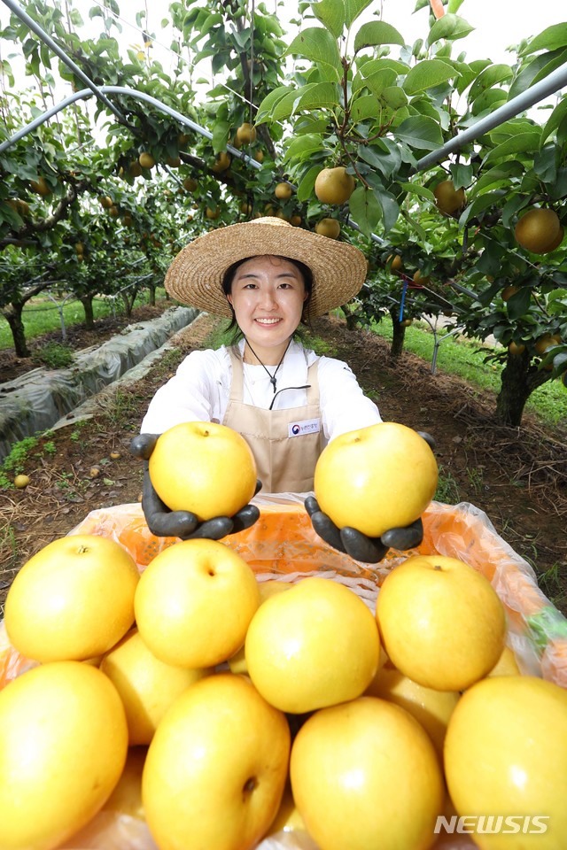 [나주=뉴시스] 전남 나주에 소재한 농촌진흥청 국립원예특작과학원 배연구소 시험 재배지에서 연구소 직원이 탐스럽게 익은 국산 신품종배 '신화'를 수확해 들어 보이고 있다. '신화'는 국내 배 유통량의 80% 이상을 차지하는 일본 품종 '신고'를 대체하기 위해 개발한 추석용 배 품종이다. (사진= 농촌진흥청 제공) 2020.09.08. photo@newsis.com