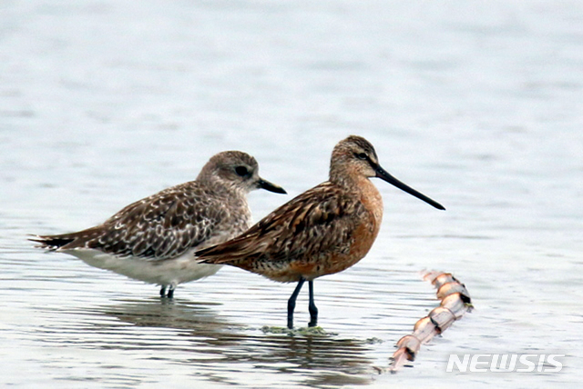 개꿩(왼쪽)과 큰부리도요