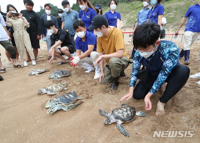 [서귀포=뉴시스]우장호 기자 = 해양수산부는 11일 오전 국내에서 인공 부화에 성공한 바다거북과&nbsp; 구조·치료 후 회복한 바다거북 등 국제적으로 멸종위기에 처한 바다거북 18마리를 제주 중문 색달해수욕장에서 방류했다. 관계자들이 바다거북을 방류하고 있다. 2020.09.11. woo1223@newsis.com