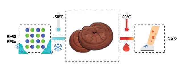영지버섯으로 아토피·건선 등 피부염증 치료 가능하다