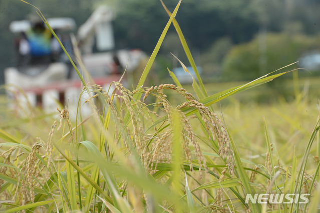 [울산=뉴시스] 배병수 기자 = 울주군 상북면 지내리 대리마을에서 21일 오후 정정두(62세) 씨가 가을 수확기를 맞아 벼 베기를 하고 있다. 2020.09.21. bbs@newsis.com