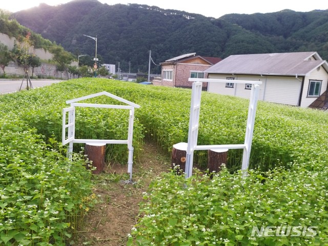 메밀밭포토존 