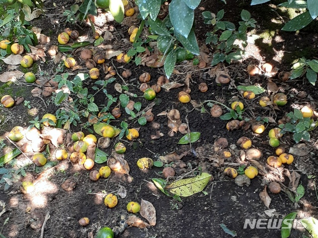 [서귀포=뉴시스] 제주 서귀포시 남원읍 위미리의 감귤 과수원에서 열과 현상으로 터지고 갈라진 감귤이 떨어져 있다. (사진=독자 제공) 2020.09.23. photo@newsis.com
