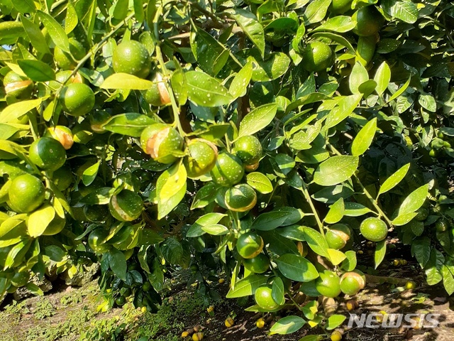[서귀포=뉴시스] 제주 서귀포시 남원읍 위미리의 감귤 과수원. 감귤나무 가지에 열과 현상으로 터져서 갈라진 열매가 매달려 있다. (사진=독자 제공) 2020.09.23. photo@newsis.com