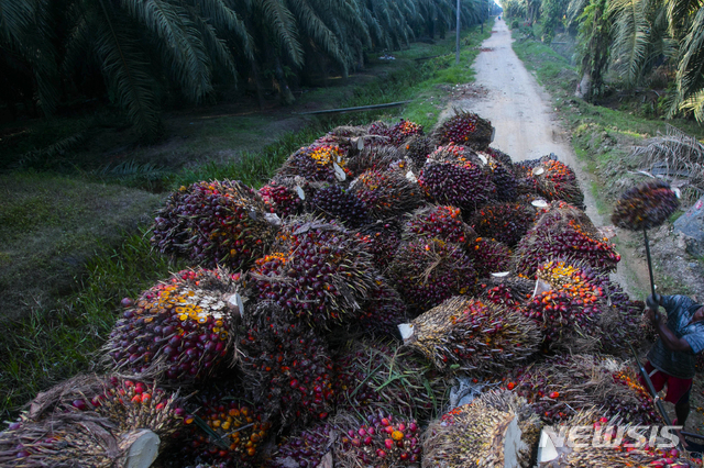 [서울=뉴시스] 인도네시아 국영 항공사 '가루다인도네시아'의 보잉 737-800NG 항공기가 팜유를 혼합한 항공유를 사용해 수도 자카르타에서 약 550km 떨어진 수라카르타까지 100여명을 태우고 비행했다고 29일(현지시간) 영국 BBC, 로이터통신 등이 보도했다. 사진은 2017년 11월13일 인도네시아 수마트라의 한 팜유 농장에 개당 50파운드(22kg)에 달하는 팜유 열매들이 쌓여있는 모습. 2023.10.30.