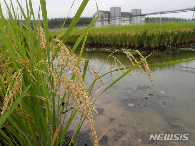 [안동=뉴시스] 미꾸리가 자라고 있는 논. (사진=경북도 제공) 2020.09.28