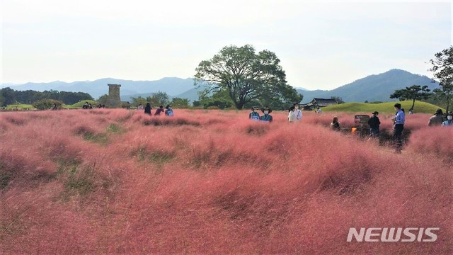 [경주=뉴시스] 이은희 기자= 추석 연휴를 앞둔 29일 경주 첨성대 핑크뮬리 단지. 2020.9.29.leh@newsis.com