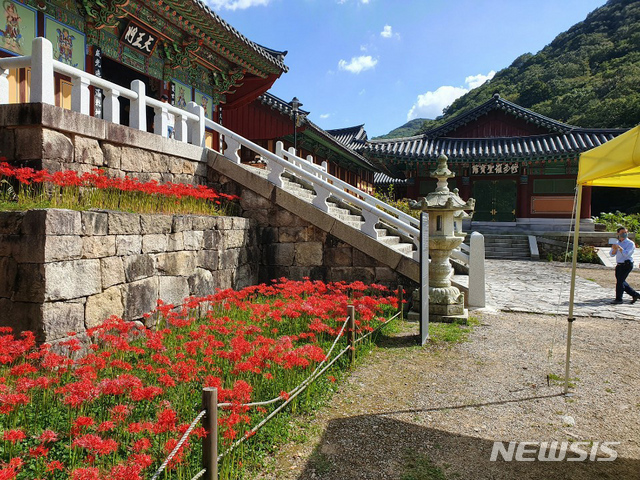 [영광=뉴시스] 영광 불갑사 경내에 핀 상사화(꽃무릇) (사진=뉴시스DB)