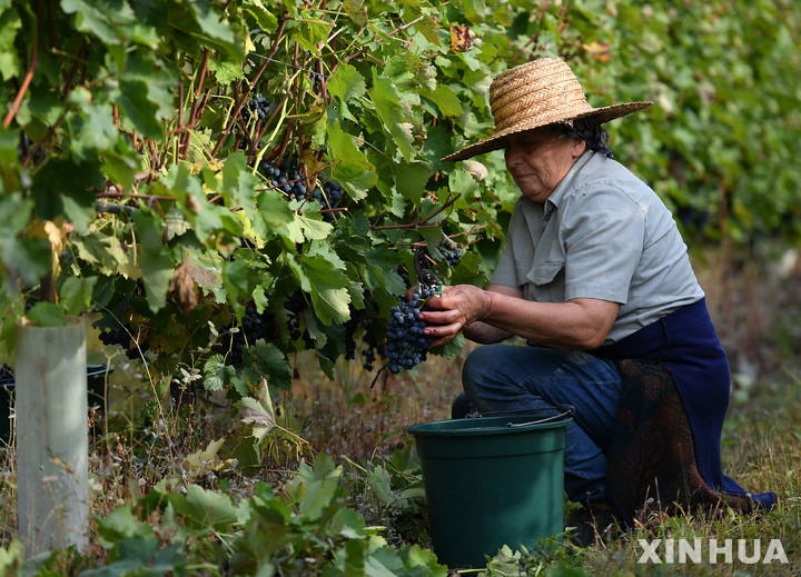 [트빌리시(조지아)=신화/뉴시스] 조지아 북부 카헤티의 한 포도밭에서 농부가 포도를 수확하고 있다. 2020년 10월3일에 촬영한 사진. 2022.10.15 photo@newsis.com 
