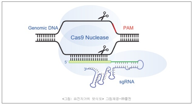 툴젠, 유전자 가위 美특허 등록 통지 수령