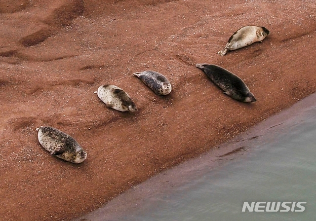 멸종위기 해양보호생물 점박이물범, 서산 가로림만