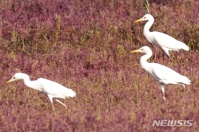 가로림만에서 발견된 노랑부리 백로