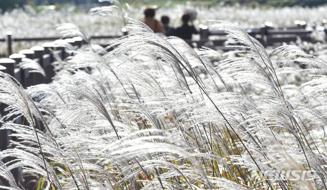 [대구=뉴시스] 이무열 기자 = 완연한 가을날씨를 보인 6일 대구 달서구 대명유수지를 찾은 시민들이 깊어가는 가을을 만끽하며 바람에 흔들리는 억새 사이를 산책하고 있다. 2020.10.06.lmy@newsis.com