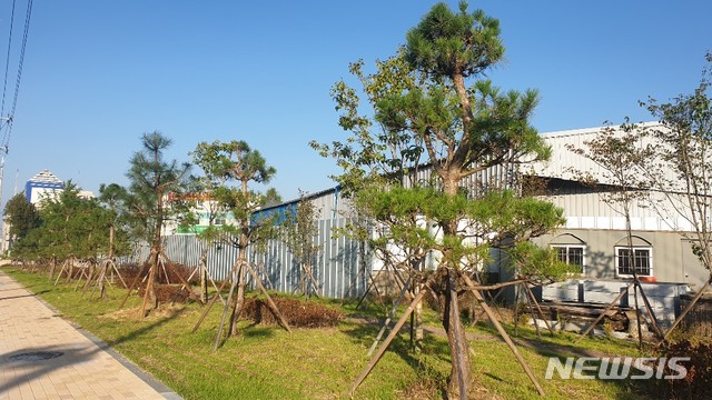 [세종=뉴시스]세종시 조치원읍 번암리 한 도로 원충녹지에 심어진 소나무. 2020.10.07.ssong1007@newsis.com