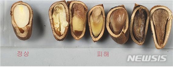 [가평=뉴시스] 소나무허리노린재에 의한 잣 구과 피해. (사진=가평군 제공) 2025.02.19. photo@newsis.com