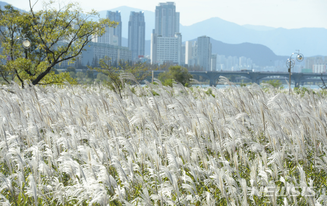 [울산소식]시, 태화강 물억새 베어내기 작업 등