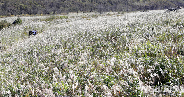 [밀양=뉴시스] 안지율 기자 = 경남 밀양시는 8일 가을 비대면 안심 여행지로 소개한 단장면 구천리 사자평 억새군락지의 억새들이 은빛 물결로 일렁이고 있다.(사진=밀양시 제공) 2020.10.08. photo@newsis.com