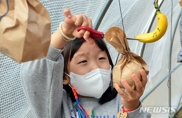 [광주=뉴시스] 김민국 기자 = 한글날인 9일 오전 광주 광산구 소촌동 용아생가에서 열린 '아시별' 한글날 행사에서 한 학생이 시(詩)어가 쓰여진 과일을 따고 있다. 2020.10.09. blank95@newsis.com
