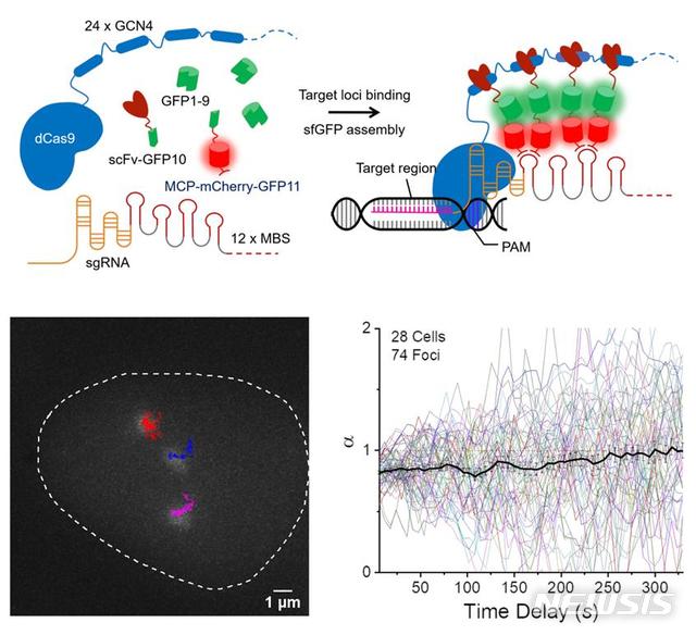 [울산=뉴시스] 구미현 기자 = UNIST 바이오메디컬공학과 김하진 교수팀이 크리스퍼(CRISPR) 유전자가위 기술 기반 DNA 위치 추적 기술을 개발했다. 김 교수팀이 개발한 크리스퍼 기반 DNA 위치 추적 시스템 및 동선 분석 결과를 나타낸 연구 그림. 2020.10.12. (사진=UNIST 제공)photo@newsis.com