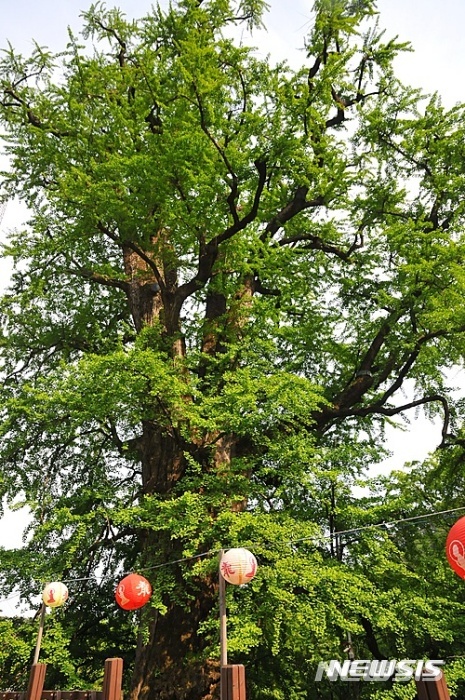 양평 용문사 은행나무. 