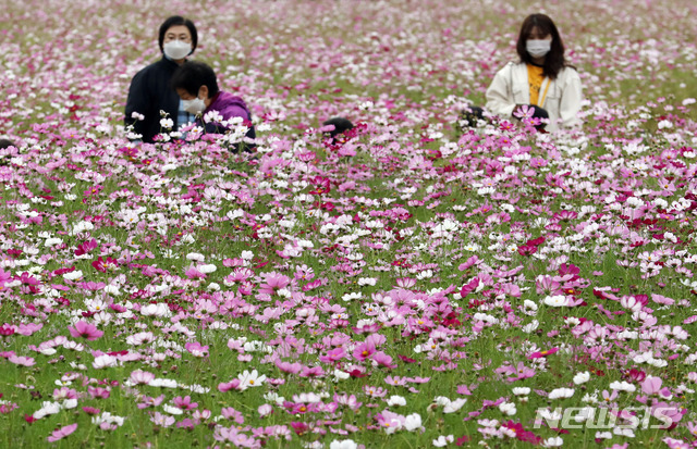 [인천=뉴시스] 이종철 기자 = 인천의 한 코스모스 꽃밭에서 지난 16일 시민들이 가을의 정취를 만끽하고 있다. 2020.10.16. jc4321@newsis.com