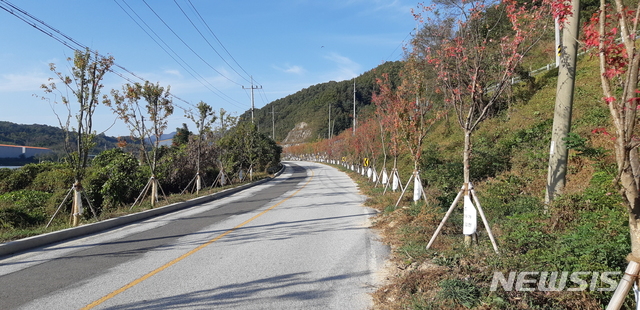 김천시, 추풍령에 단풍나무 군락지 조성…'관광명소 기대'