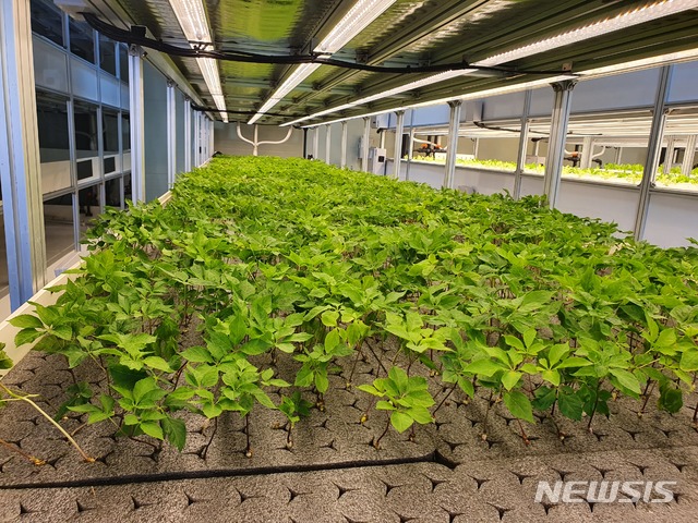  스마트 농장 내부. (사진제공=<주>상록수)