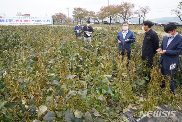 [안동=뉴시스] 21일 안동시 풍산읍 안교리 농가포장에서 신품종 검정콩인 ‘새바람’과 ‘경흑청’의 평가회가 열리고 있다. (사진=경북도 제공) 2020.10.21