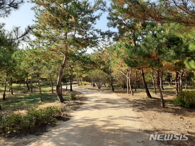 [서울=뉴시스]서울 의릉 소나무 산책길(사진=문화재청 제공)2020.10.22 photo@newsis.com