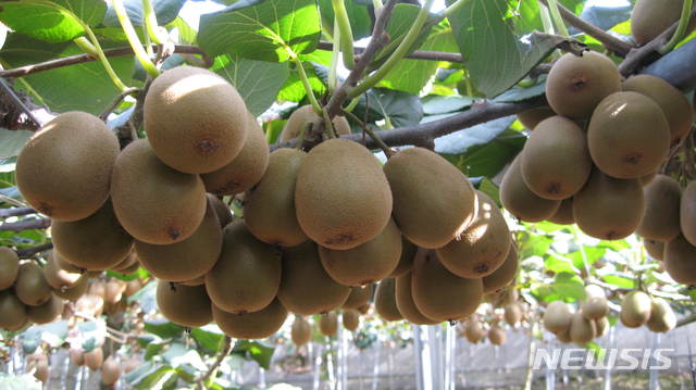 [진주=뉴시스] 키위.
