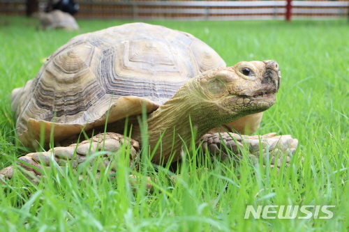 [서울=뉴시스] 서울대공원의 설카타 육지거북. (사진=서울시 제공) 2020.10.23.photo@newsis.com 