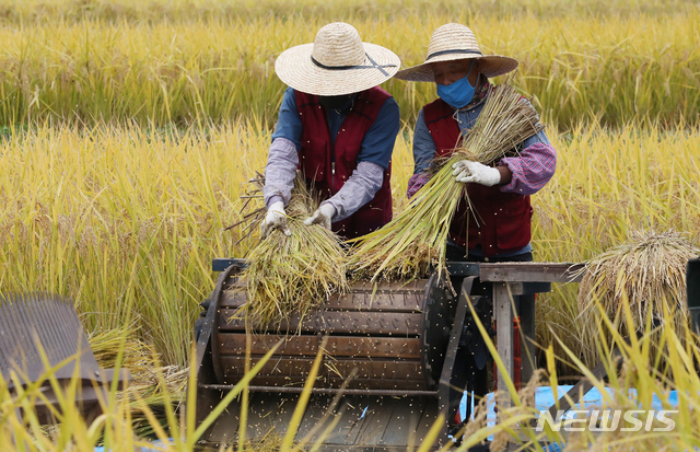 쌀값·직불금 효과에 농가소득 회복…올해 가구당 5333만원 전망