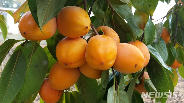 강화도 ‘장준감’ 서둘러 맛보세요, 때놓치면 없어요