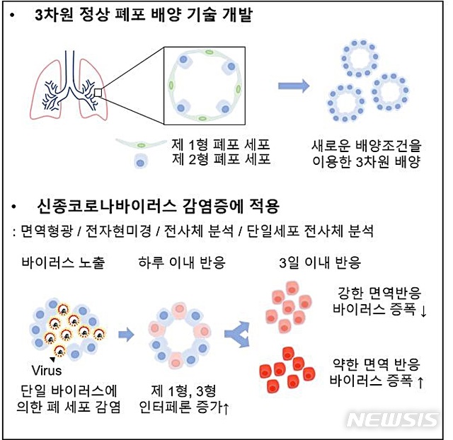 [대전=뉴시스] 인체 폐포 구조와 기능을 3차원적으로 재현한 배양기술과 코로나19 감염 전후의 인체 폐세포 분석 요약도.