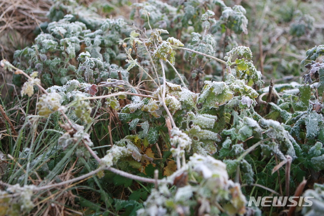 [춘천=뉴시스]장경일 기자 = 강원 영서와 산간이 영하의 아침 기온을 나타낸 24일 아침 춘천시 신북읍 유포리의 풀밭에 서리가 내렸다. 2020.10.24.jgi1988@newsis.com
