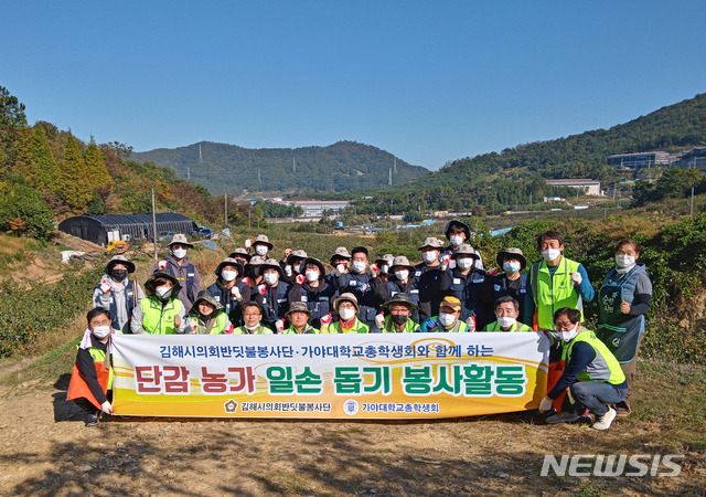 [김해=뉴시스] 김해시의회-가야대학교 단감수확 봉사활동 