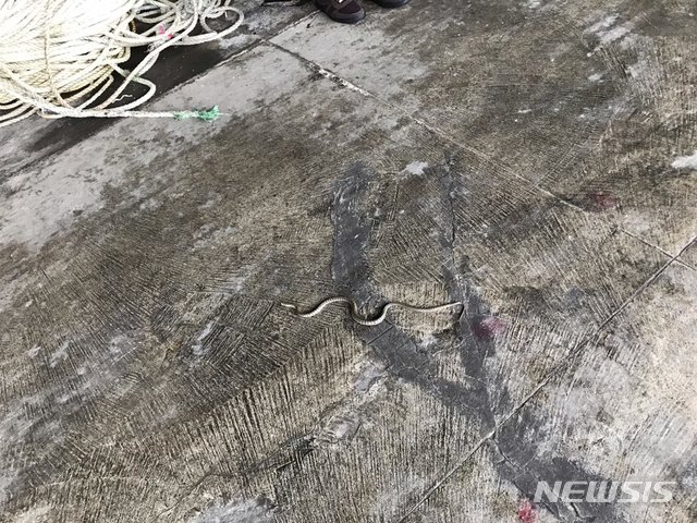 [울릉=뉴시스] 강진구 기자 = 22일 오전 11시께 울릉군 저동항 울릉수협위판장에 황갈색 줄무늬가 있는 60∼70㎝ 길이의 뱀이 나타났다 사라졌다. (사진=독자제공) 2020.10.26. photo@newsis.com