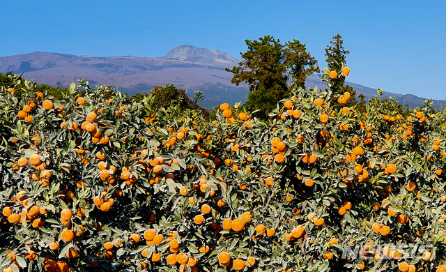 [서귀포=뉴시스]우장호 기자 = 제주 한라산을 배경으로 감귤이 탐스럽게 익어가고 있다. 2020.10.31. woo1223@newsis.com