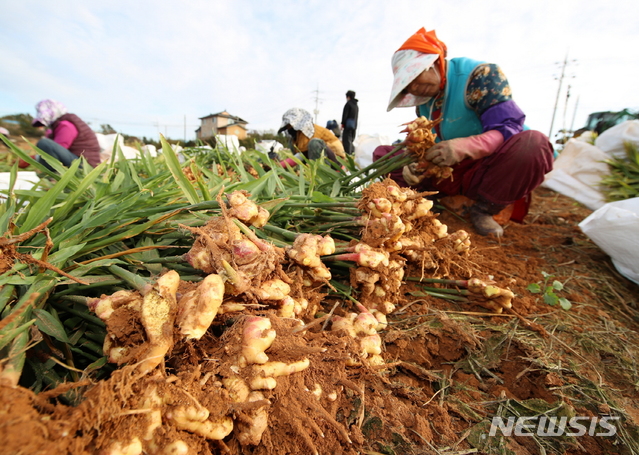 충남 태안읍 남산리에서 생강 수확 모습 