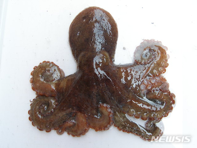 [서울=뉴시스]참문어