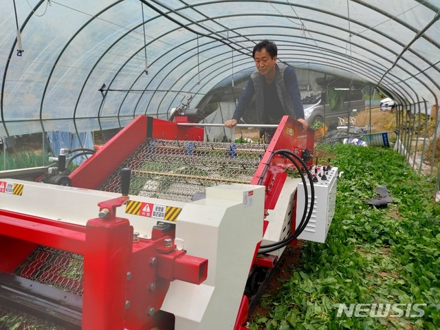 시금치 수확기 (사진=안동시농업기술센터 제공)