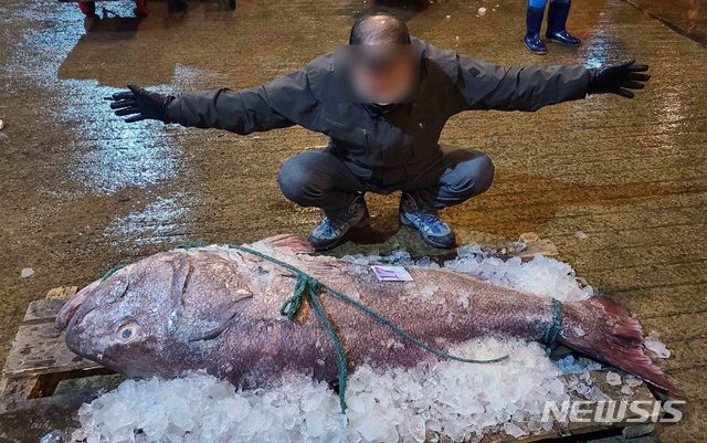 [부산=뉴시스] 부산공동어시장은 전설의 심해어로 불리는 '돗돔' 한 마리가 270만원에 위판됐다고 11일 밝혔다. 위판된 돗돔은 몸길이 1.8m, 무게 120kg 크기이다. (사진=부산공동어시장 제공). 2020.11.11. photo@newsis.com